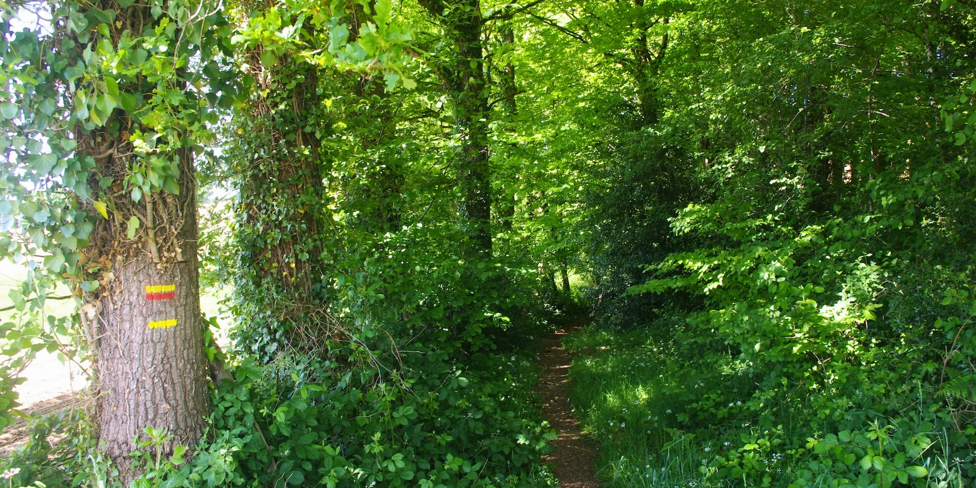 Chemin En Sous Bois Du Haut Etivaud Champnetery May 2025 A. Clavreul Petr Du Pays Monts Et Barrages