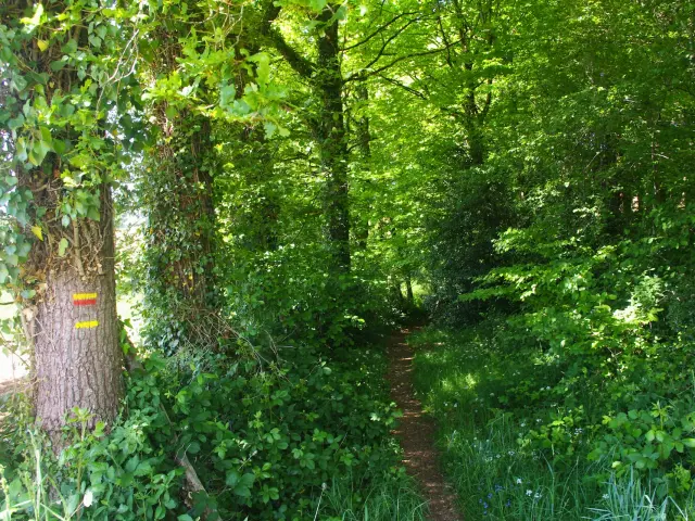 Chemin En Sous Bois Du Haut Etivaud Champnetery May 2025 A. Clavreul Petr Du Pays Monts Et Barrages