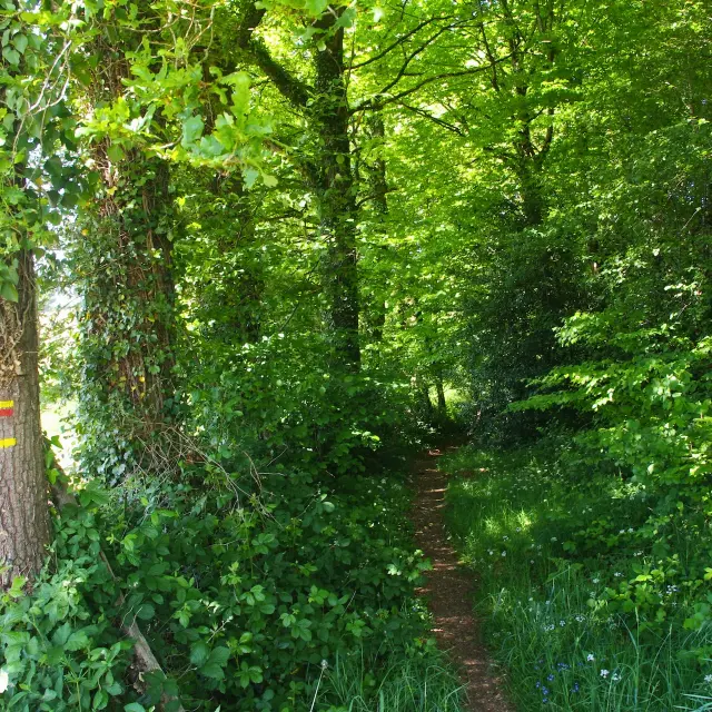 Chemin En Sous Bois Du Haut Etivaud Champnetery May 2025 A. Clavreul Petr Du Pays Monts Et Barrages