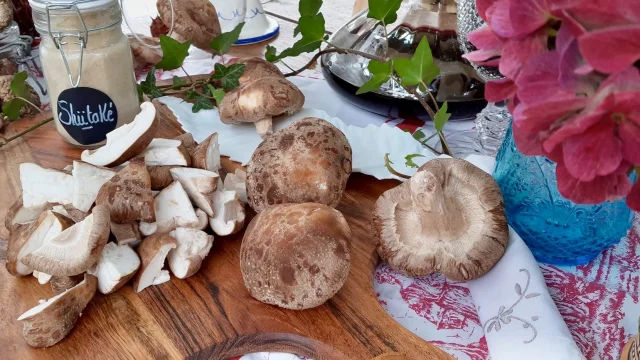 Les Champigons De Gaudeix