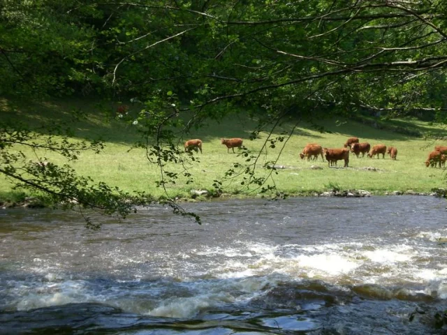 Sentier Des Narcisses A Chateauponsac