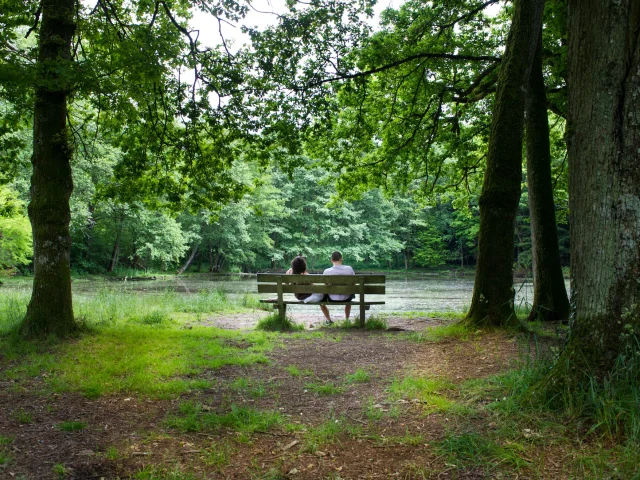Balade à pied dans les bois en Limousin - La forêt des Vaseix à Limoges