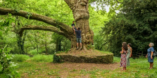 Balade à pied en Limousin - Arbres remarquables du site de Peyrassoulat près de Saint Junien et Oradour sur Glane