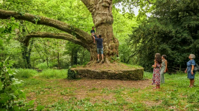Balade à pied en Limousin - Arbres remarquables du site de Peyrassoulat près de Saint Junien et Oradour sur Glane