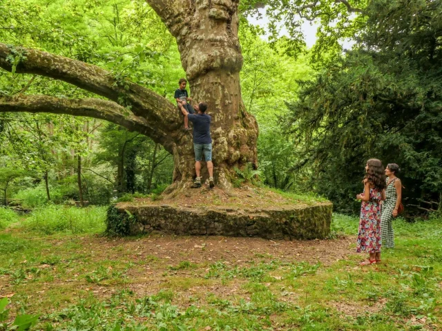 Balade à pied en Limousin - Arbres remarquables du site de Peyrassoulat près de Saint Junien et Oradour sur Glane