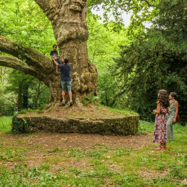 Balade à pied en Limousin - Arbres remarquables du site de Peyrassoulat près de Saint Junien et Oradour sur Glane