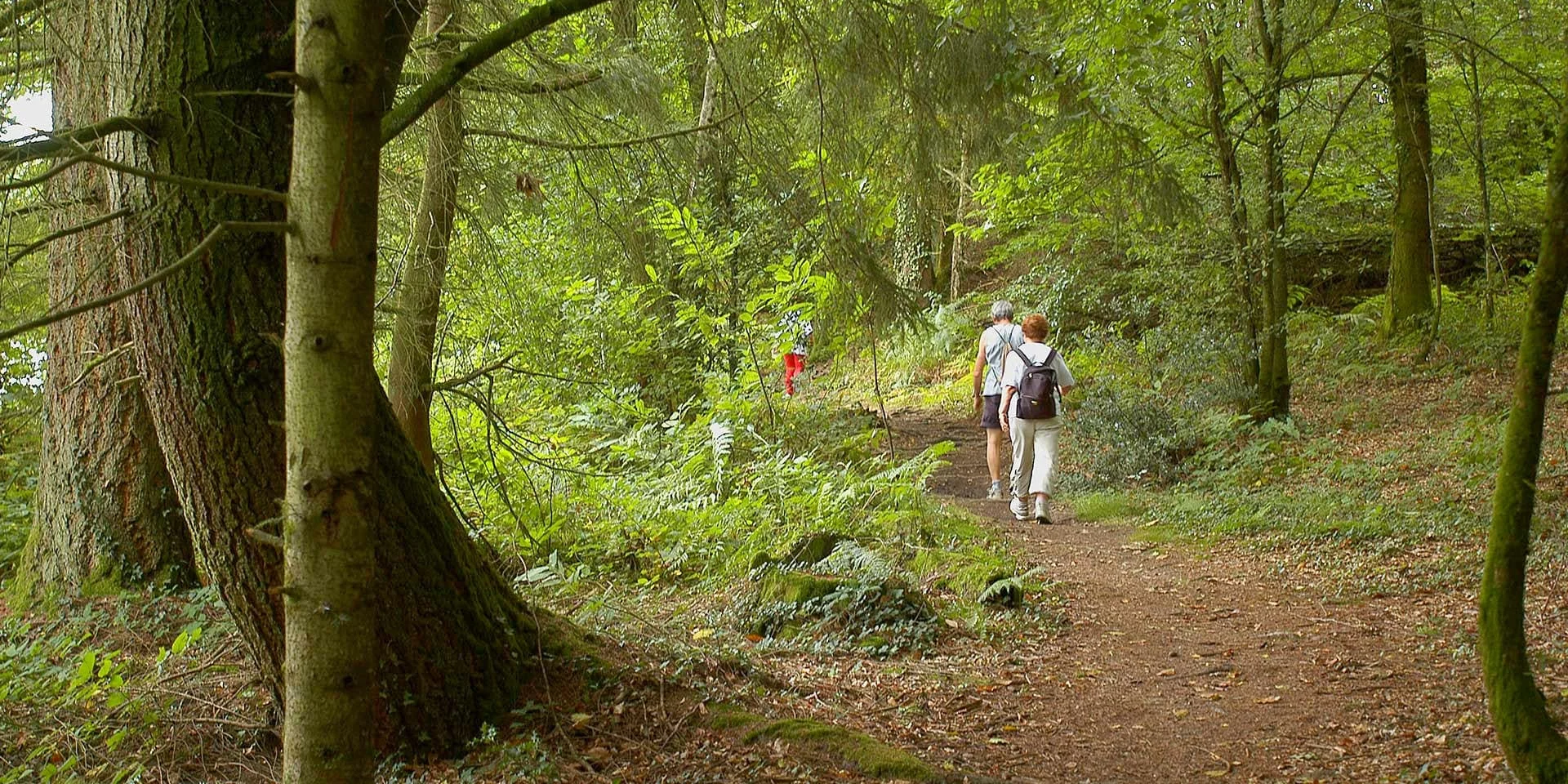 A Walk In The Woods On A Hiking Itinerary From Limousin
