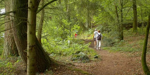 Balade en sous-bois sur un itinéraire de randonnée du Limousin