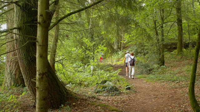 Balade en sous-bois sur un itinéraire de randonnée du Limousin