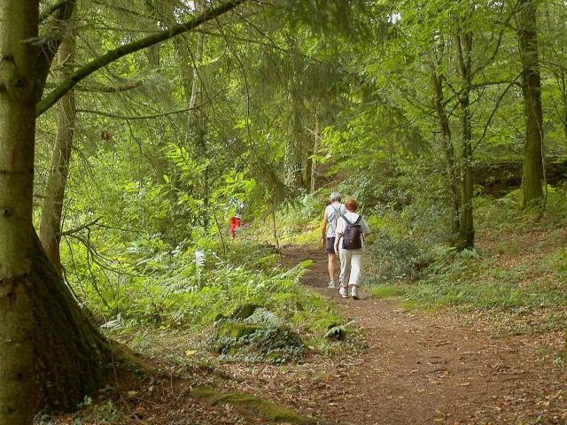 Balade en sous-bois sur un itinéraire de randonnée du Limousin