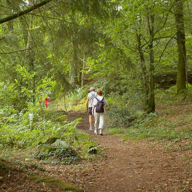 Balade en sous-bois sur un itinéraire de randonnée du Limousin