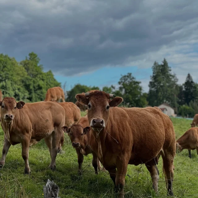 Instagram #visitlimousin