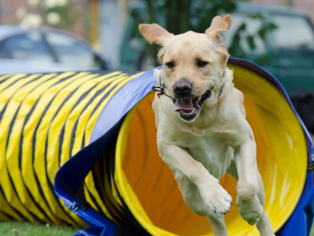 Agility activity - Travelling with your dog in Haute-Vienne