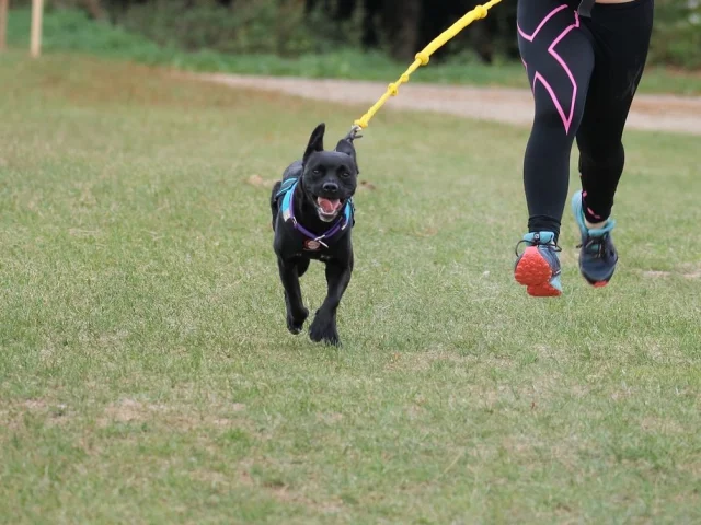 Cani-cross activity - Travelling with your dog in Limousin