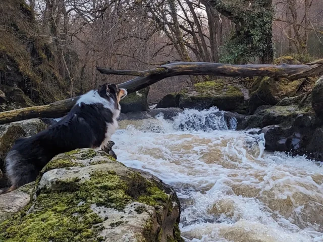 Terra Aventura tour with your dog at Pot Bouillant in Limousin.