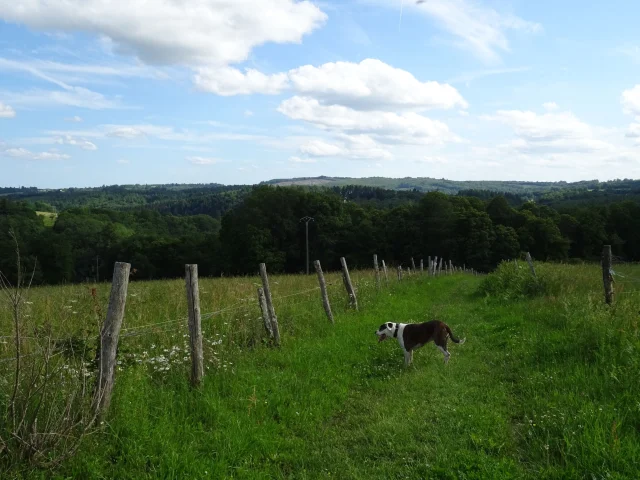 Walk from the Prieuré de l'Artige to Saint-Léonard de Noblat with the dog Gustave