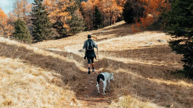 Randonnées et balades avec son chien en Limousin