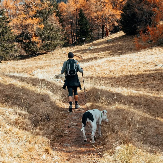 Hikes and walks with your dog in Limousin