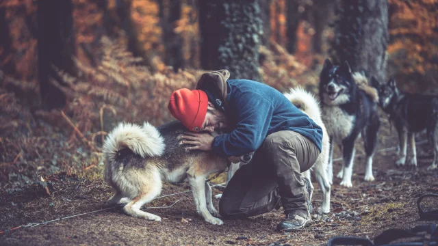 Balade en chien de traineau avec Skodenar pour des vacances insolites en Limousin