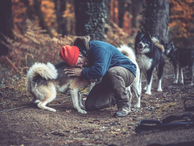 Balade en chien de traineau avec Skodenar pour des vacances insolites en Limousin