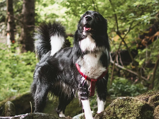 Travelling with your dog in Limousin and enjoying the pleasures of swimming