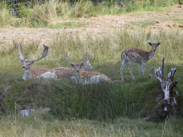 Parc à daims et tour de l'étang du Ronlard aux Cars - Balade avec les enfants en Limousin près de Châlus