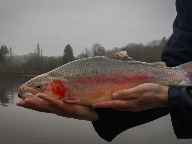 Opening of rainbow trout fishing in Limousin.