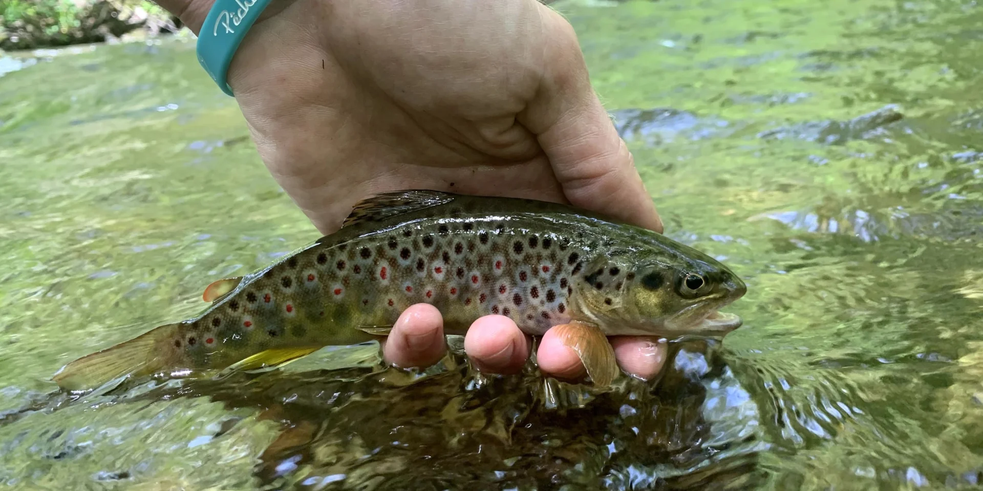 No Kill fishing in Limousin - Graciation of a fario trout caught in a river in the Haute-Vienne department