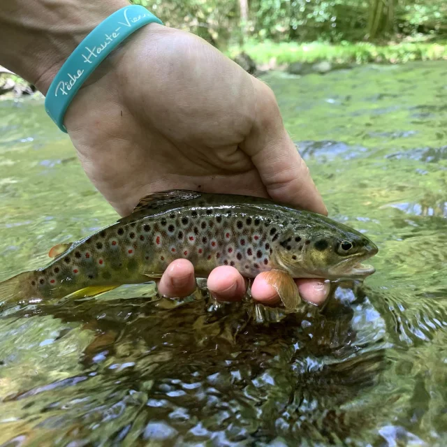 No Kill fishing in Limousin - Graciation of a fario trout caught in a river in the Haute-Vienne department