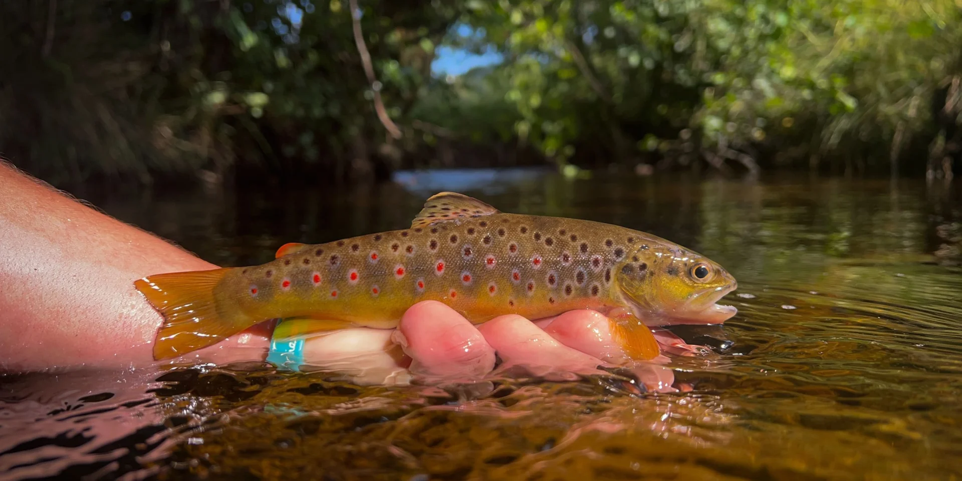 Fario trout fishing in Limousin - fly fishing with toc or lures