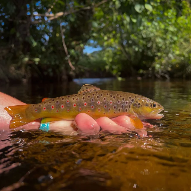Fario trout fishing in Limousin - fly fishing with toc or lures