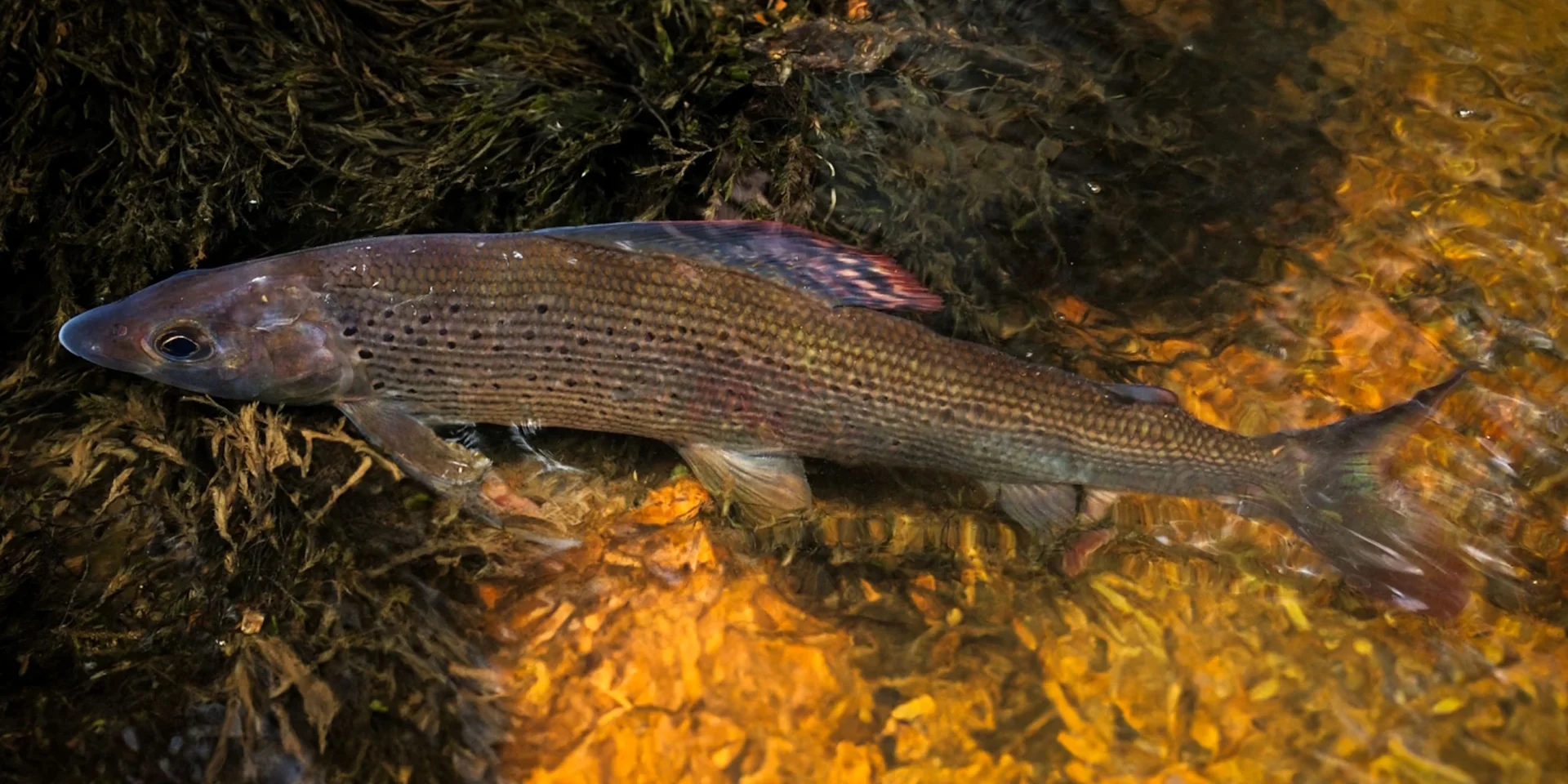 Pêche à l'ombre commun en Limousin