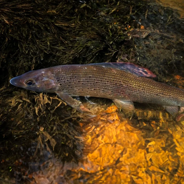 Pêche à l'ombre commun en Limousin