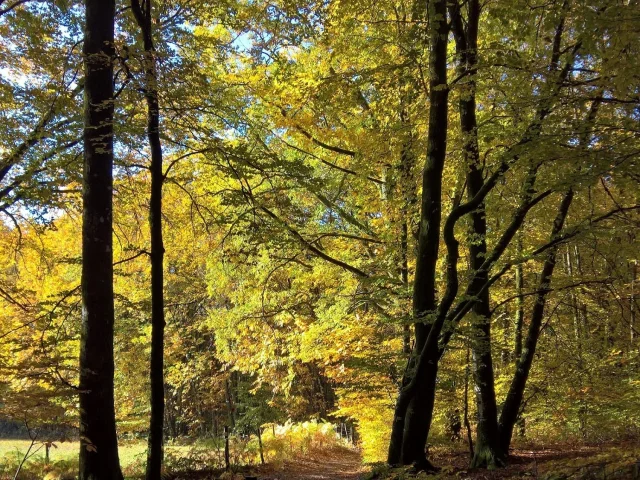 Sentier De Lermite
