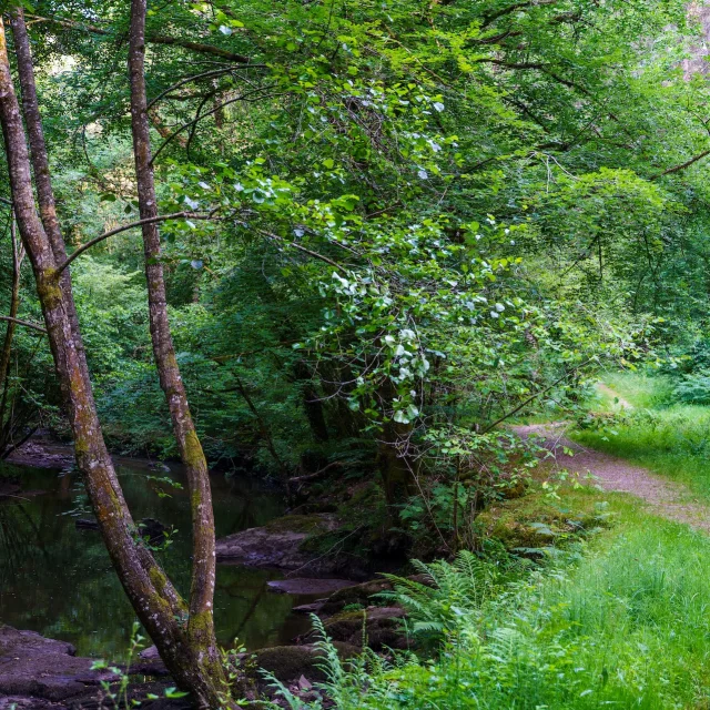 Foret De Ligoure Chalucet
