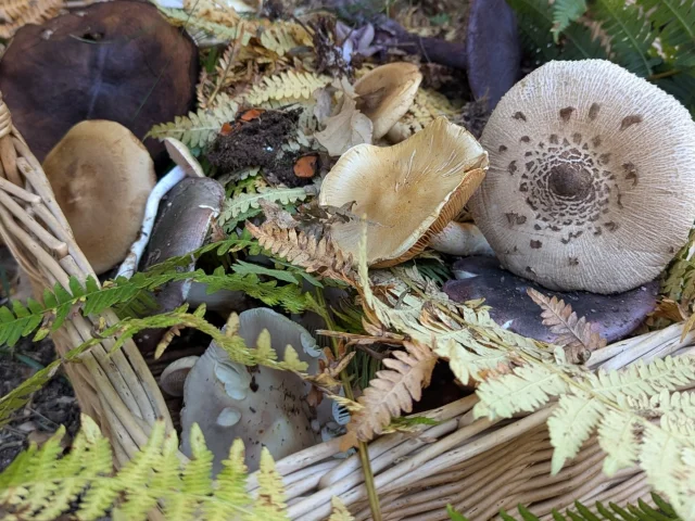 Panier De Champignons