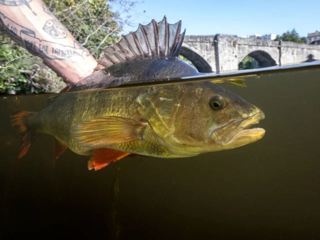 Pêche aux carnassiers sur la Vienne à Limoges - Perche commune au Pont Saint Martial
