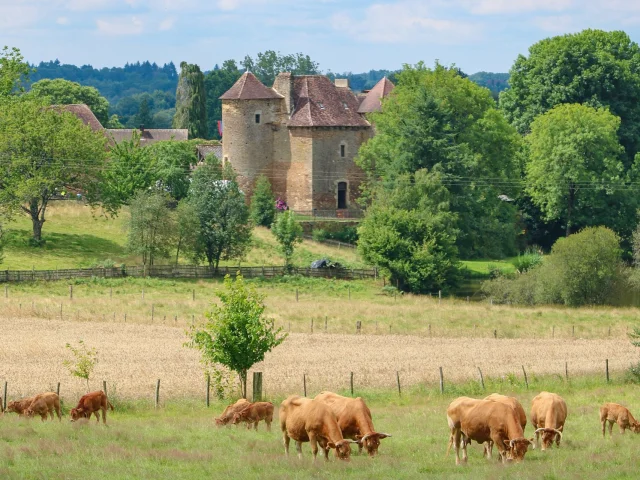 Countryside And Cows Limousines