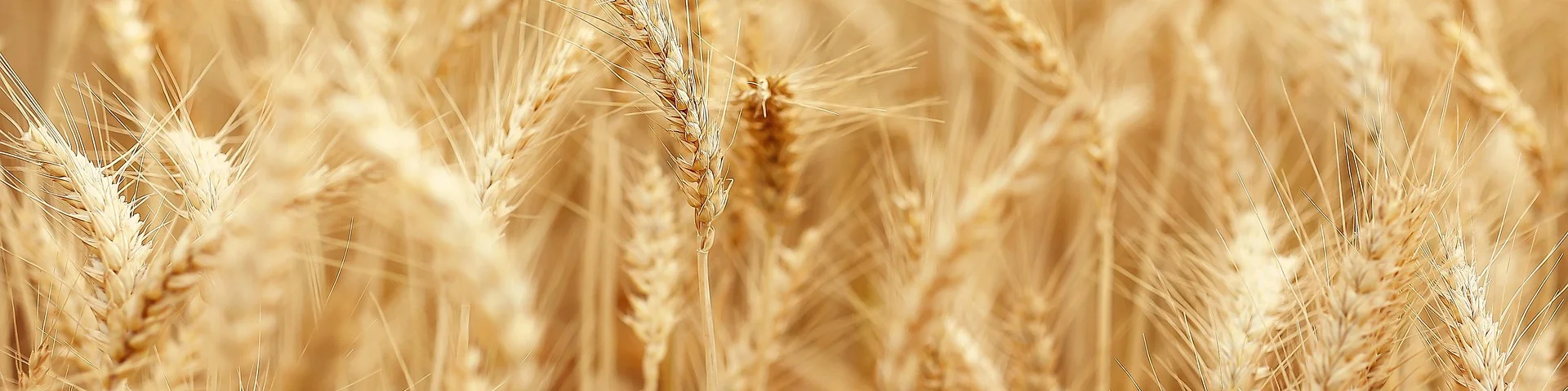 Cereales Producteurs