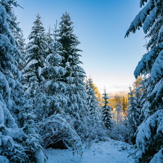 Foret En Hiver En Haute Vienne