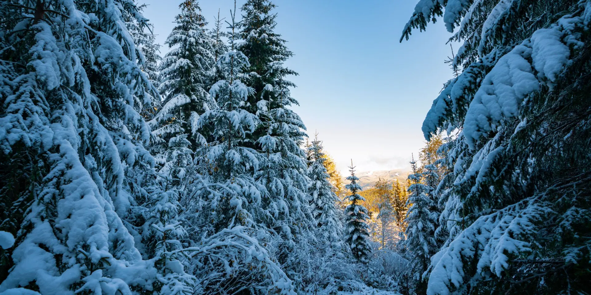Foret En Hiver En Haute Vienne