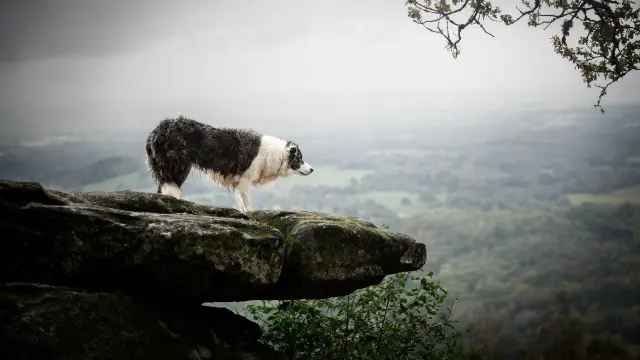 Photographie animalière d'Anaïs Todd sur le site de la Pierre Branlante, une des pierres à légende du Limousin