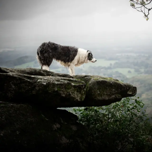Photographie Animaliere Danais Todd Sur Le Site De La Pierre Branlante Une Des Pierres A Legende Du Limousin