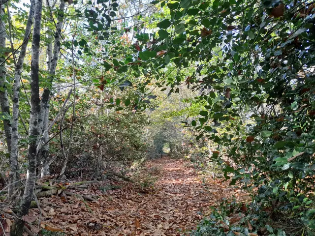 Balade en forêt à Saint-Léonard de Noblat en Limousin au Bois de Lifarnet
