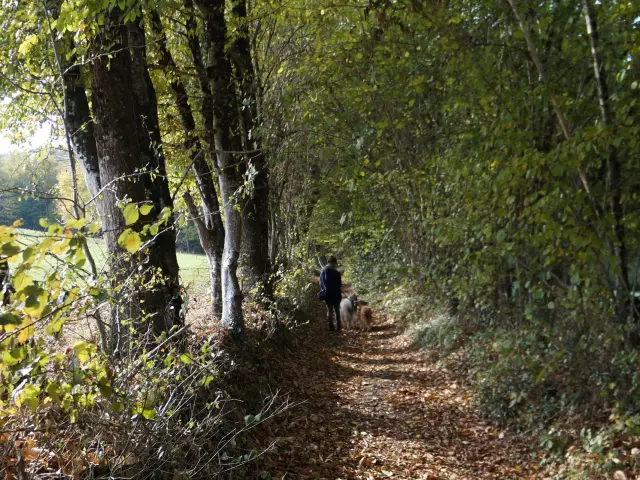 Promenade en forêt près de Saint Léonard de Noblat avec la boucle de randonnée du Parleur à Saint Martin Terressus