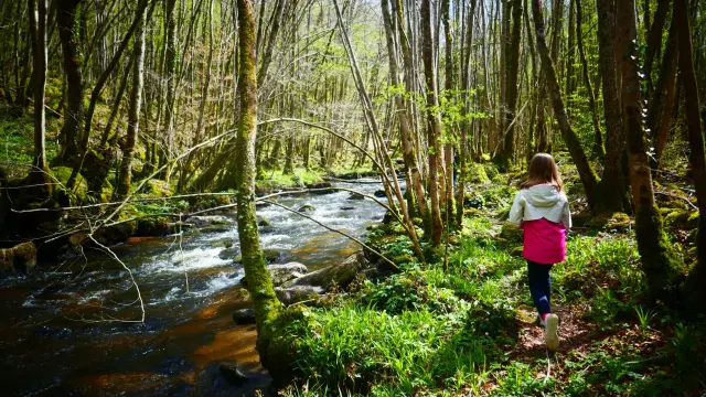 Balade dans la forêt d'Epagne avec les enfants à Sauviat sur Vige près de Saint-Léonard de Noblat