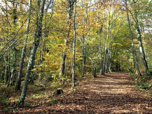 Balade automnale en Limousin dans la Foret des Loges à Saint Priest sous Aixe