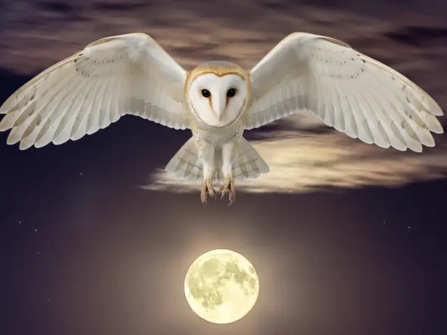 A La Rencontre Des Rapaces Nocturnes 1