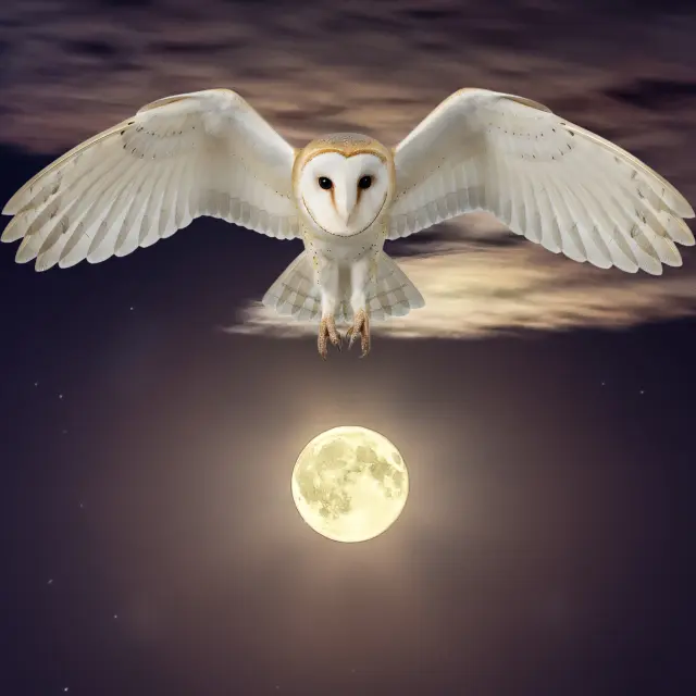 A La Rencontre Des Rapaces Nocturnes 1