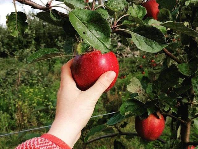 Cueillette des pommes au verger de Beaunay